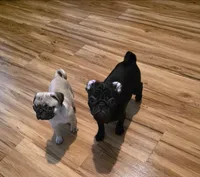  Luna , a female Pug for sale in Winston-Salem, NC – Photo 4 of 8