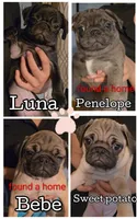  Luna , a female Pug for sale in Winston-Salem, NC – Photo 2 of 8