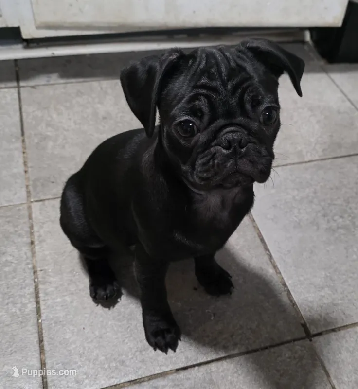  Luna  – Pug puppy for sale in Winston-Salem, NC