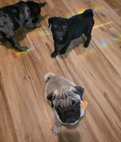  Luna , a female Pug for sale in Winston-Salem, NC – Photo 7 of 8