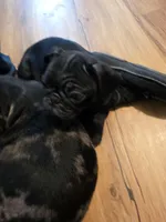  Luna , a female Pug for sale in Winston-Salem, NC – Photo 8 of 8