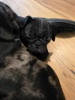  Luna , a female Pug for sale in Winston-Salem, NC – Photo 6 of 8