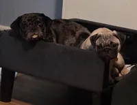 Pinto , a male Pug for sale in Winston-Salem, NC – Photo 2 of 6