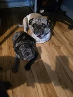 Pinto , a male Pug for sale in Winston-Salem, NC – Photo 6 of 6