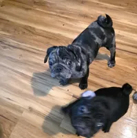 Pinto , a male Pug for sale in Winston-Salem, NC – Photo 3 of 6