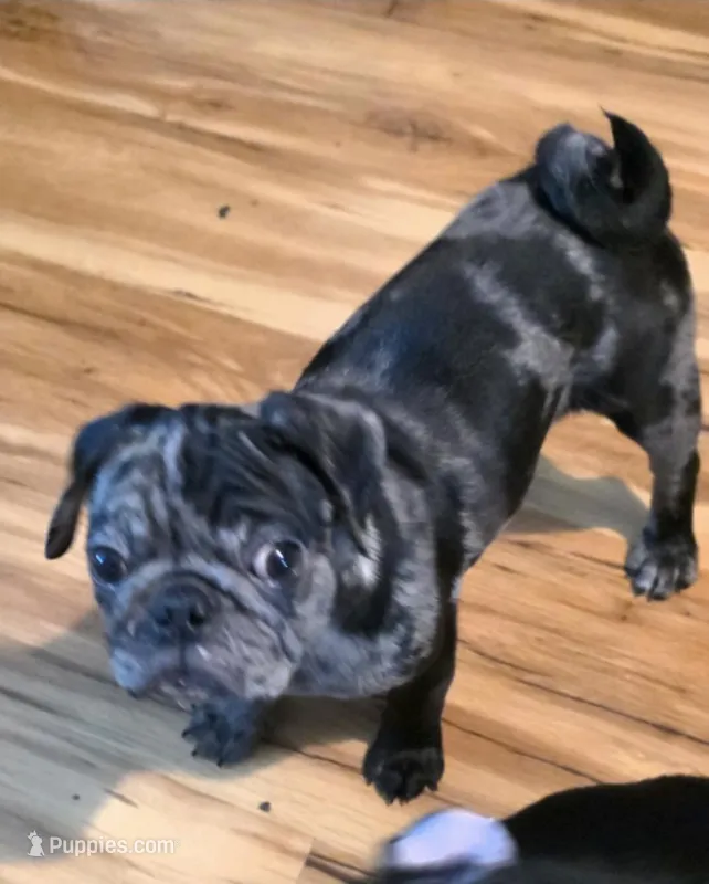 Pinto  – Pug puppy for sale in Winston-Salem, NC