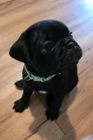 Montana, a male Pug for sale in Winston-Salem, NC – Photo 2 of 9