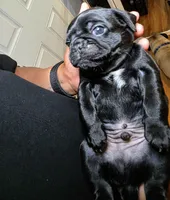 Montana, a male Pug for sale in Winston-Salem, NC – Photo 3 of 9