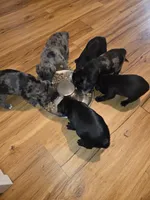 Montana, a male Pug for sale in Winston-Salem, NC – Photo 7 of 9