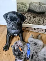 Montana, a male Pug for sale in Winston-Salem, NC – Photo 1 of 9