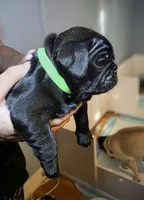 Montana, a male Pug for sale in Winston-Salem, NC – Photo 8 of 9