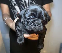 Montana, a male Pug for sale in Winston-Salem, NC – Photo 9 of 9