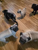 Tatertot CKC, a male Pug for sale in Winston-Salem, NC – Photo 5 of 6