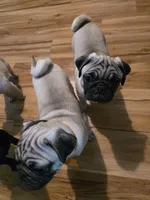 Tatertot CKC, a male Pug for sale in Winston-Salem, NC – Photo 6 of 6