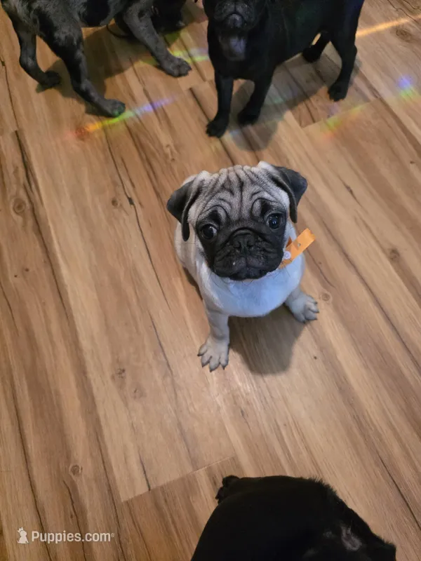 Tatertot CKC – Pug puppy for sale in Winston-Salem, NC