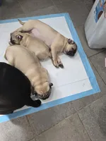 Tatertot CKC, a male Pug for sale in Winston-Salem, NC – Photo 4 of 6