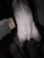 Luna, a male Pug for sale in Winston-Salem, NC – Photo 2 of 2