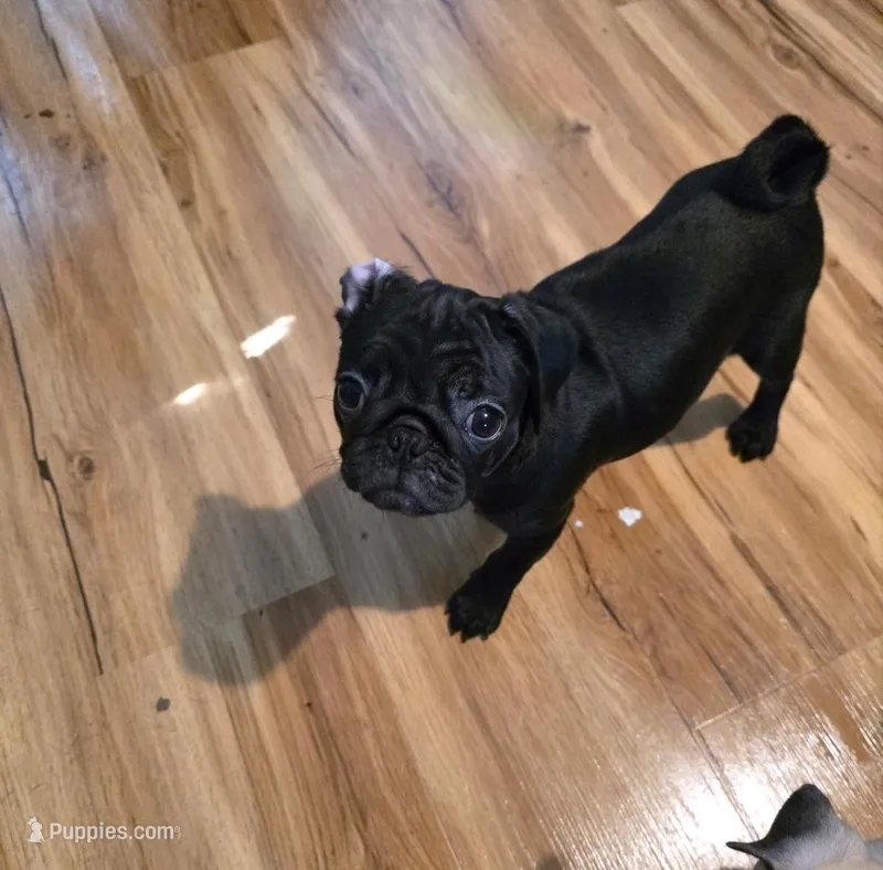 Luna – Pug puppy for sale in Winston-Salem, NC