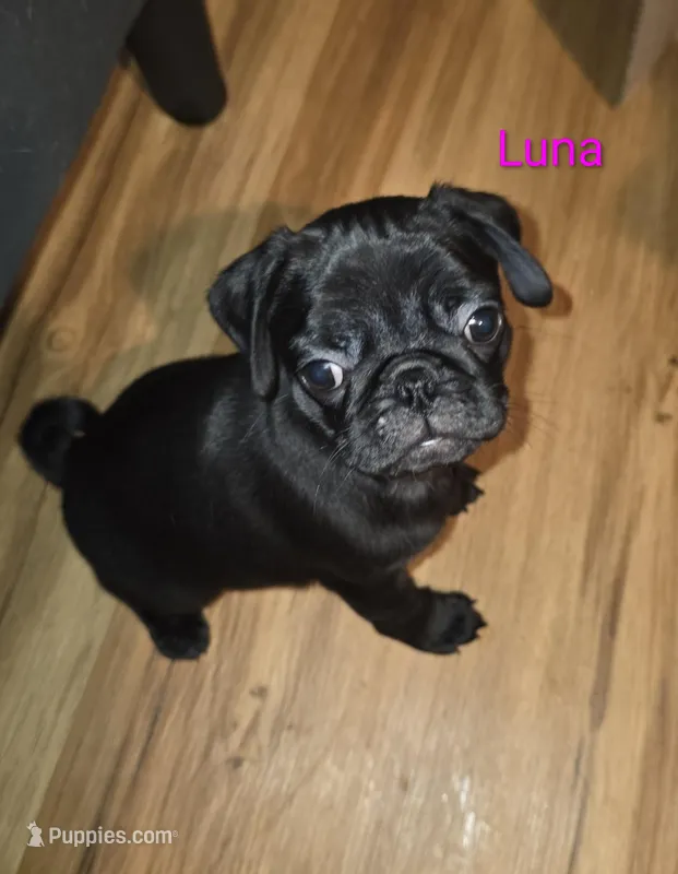 Luna, a male Pug for sale in Winston-Salem, NC – Photo 1 of 2