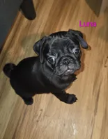Luna, a male Pug for sale in Winston-Salem, NC – Photo 1 of 2
