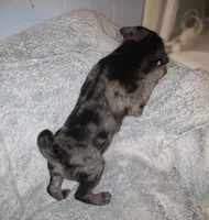 Pinto , a male Pug for sale in Winston-Salem, NC – Photo 3 of 3