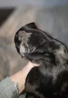 Pinto , a male Pug for sale in Winston-Salem, NC – Photo 2 of 3