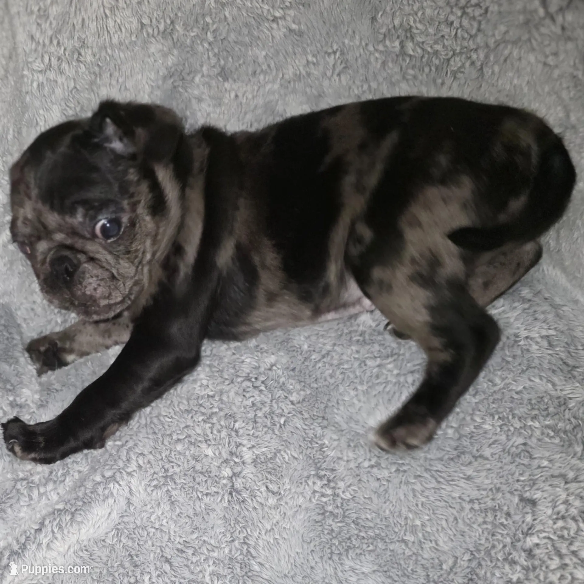 Pinto , a male Pug for sale in Winston-Salem, NC – Photo 1 of 3