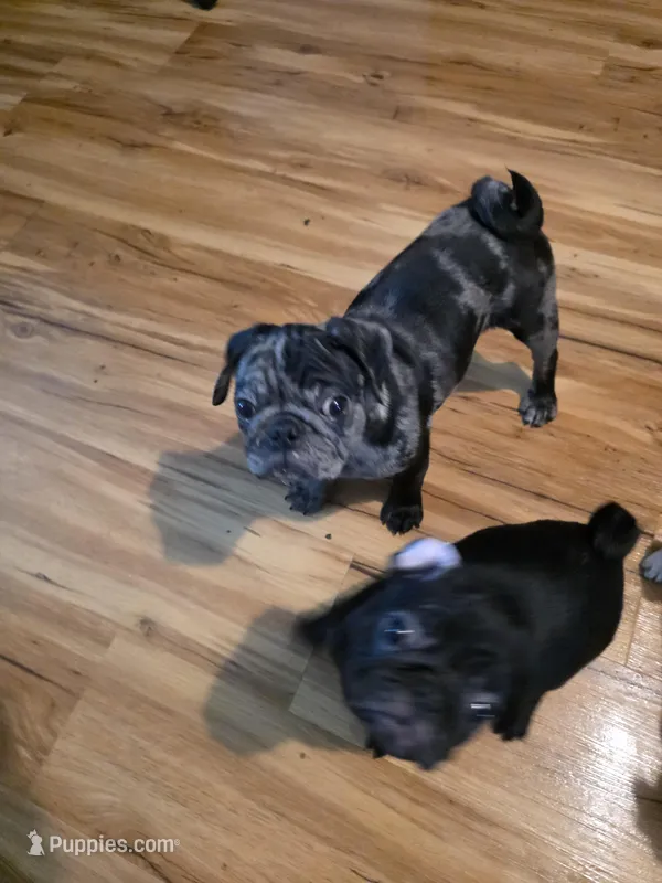 Pinto  – Pug puppy for sale in Winston-Salem, NC