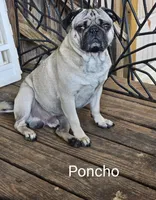 Stormy, a female Pug for sale in Winston-Salem, NC – Photo 7 of 9