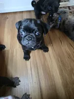 Stormy, a female Pug for sale in Winston-Salem, NC – Photo 6 of 9