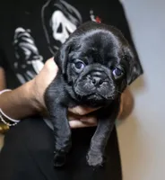 Stormy, a female Pug for sale in Winston-Salem, NC – Photo 3 of 9