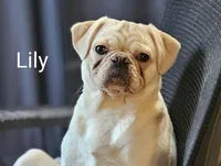 Stormy, a female Pug for sale in Winston-Salem, NC – Photo 5 of 9