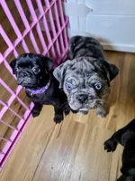 Stormy, a female Pug for sale in Winston-Salem, NC – Photo 2 of 9