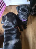 Stormy, a female Pug for sale in Winston-Salem, NC – Photo 8 of 9