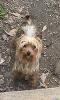 Layla, a female Yorkshire Terrier for sale in Hickory, NC – 2 of 4