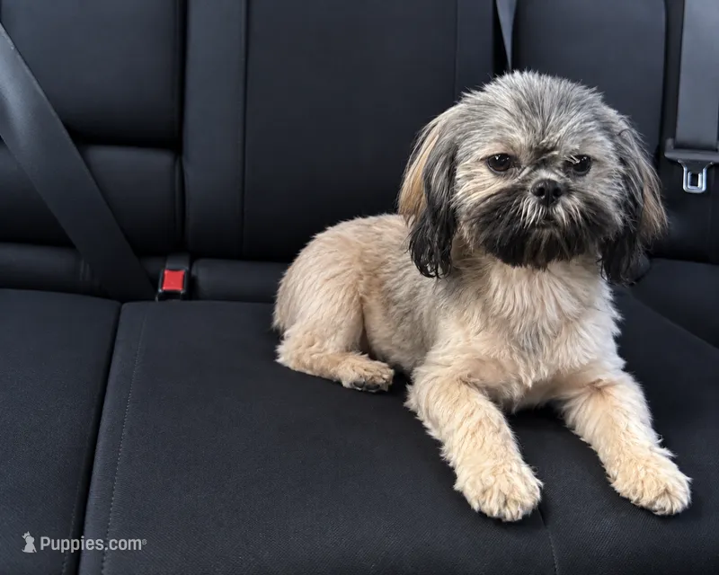 Reese’s – Shih Tzu puppy for sale in Hickory, NC