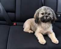 Reese’s, a female Shih Tzu for sale in Hickory, NC – 1 of 1