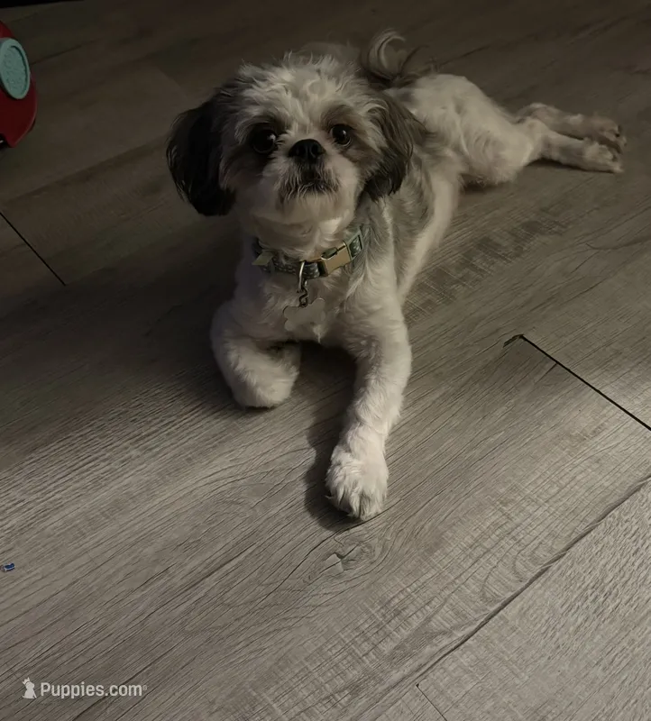 Snickers – Shih Tzu puppy for sale in Hickory, NC