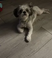 Snickers, a male Shih Tzu for sale in Hickory, NC – 1 of 4