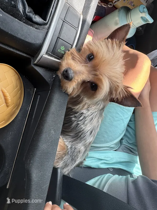 Layla – Yorkshire Terrier puppy for sale in Hickory, NC