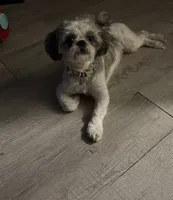 Snickers, a male Shih Tzu for sale in Hickory, NC – 3 of 3
