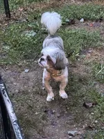 Snickers, a male Shih Tzu for sale in Hickory, NC – 2 of 3