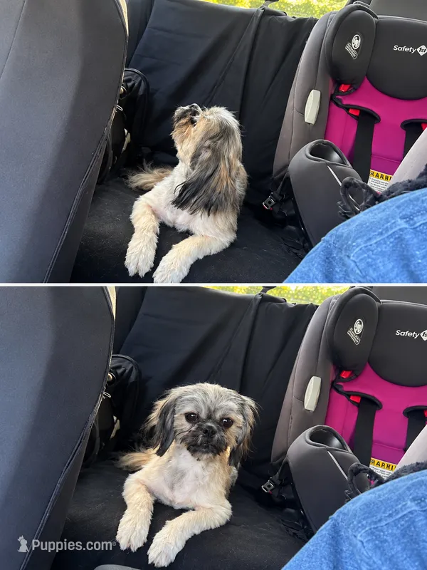 Reese’s – Shih Tzu puppy for sale in Hickory, NC