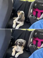 Reese’s, a female Shih Tzu for sale in Hickory, NC – 1 of 2
