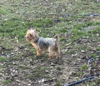 Layla, a female Yorkshire Terrier for sale in Hickory, NC – 4 of 4