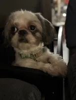 Snickers, a male Shih Tzu for sale in Hickory, NC – 3 of 4