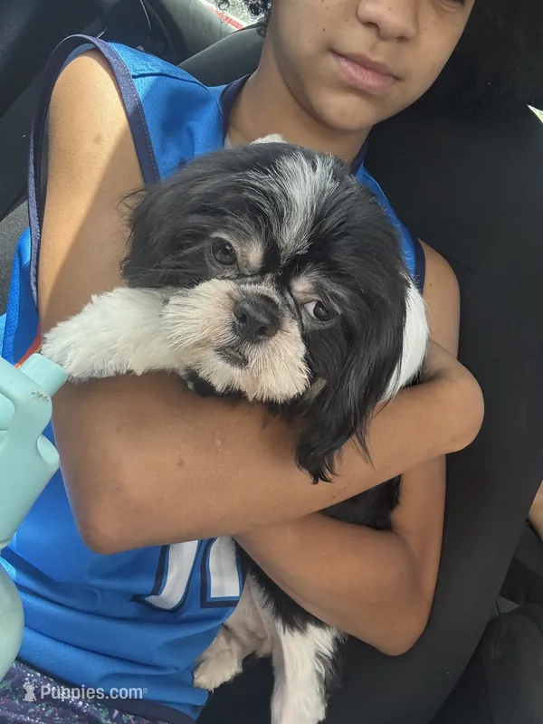 Oreo – Shih Tzu puppy for sale in Hickory, NC