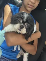 Oreo, a female Shih Tzu for sale in Hickory, NC – 1 of 1