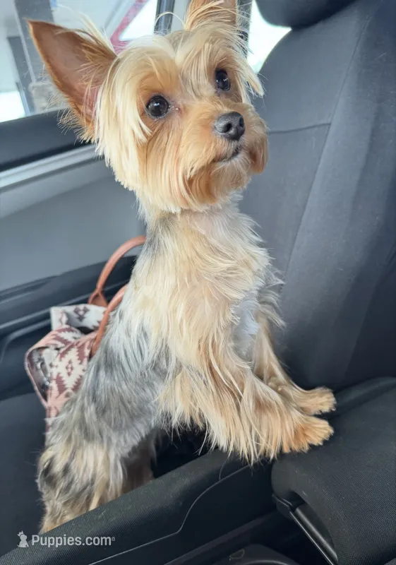 Layla – Yorkshire Terrier puppy for sale in Hickory, NC