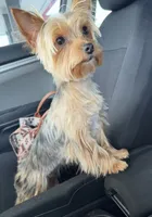 Layla, a female Yorkshire Terrier for sale in Hickory, NC – 1 of 4